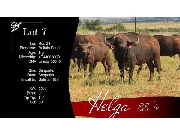 ~/upload/Lots/1469/AdditionalPhotos/zdhmfbdn5wb62/7 Helga Info_t600x450.jpg